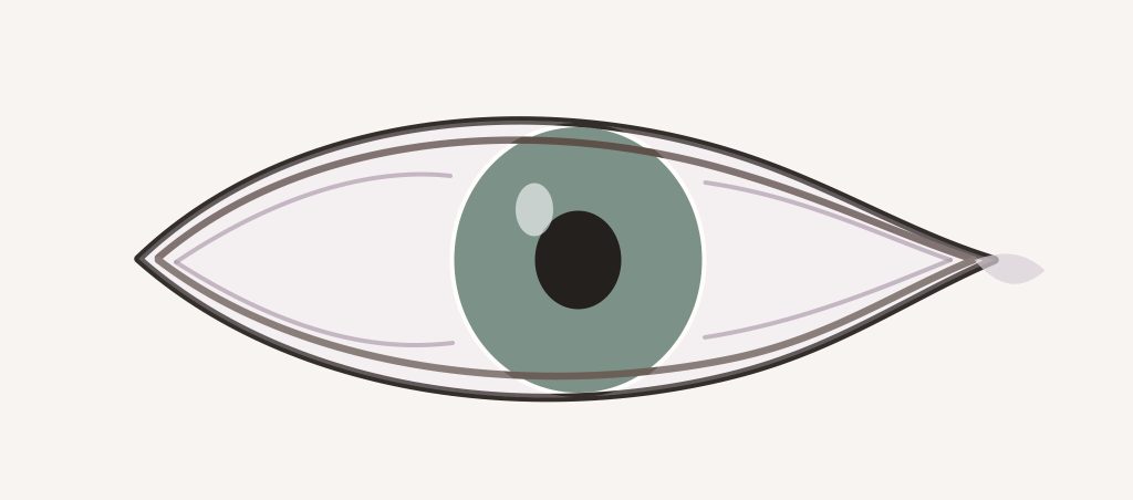 Chémosis après blépharoplastie : reconnaître le gonflement de la conjonctive – Docteur Bernard Hayot Schéma simplifié de la surface oculaire et de la conjonctive