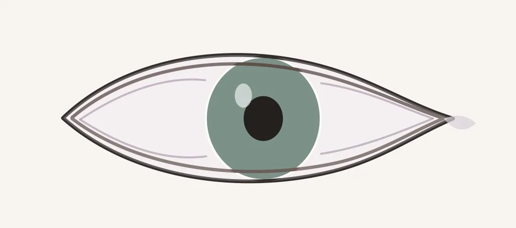 Chémosis après blépharoplastie : reconnaître le gonflement de la conjonctive – Docteur Bernard Hayot Schéma simplifié de la surface oculaire et de la conjonctive